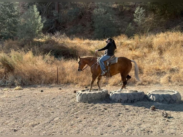 American Quarter Horse Gelding 8 years 14,2 hh Palomino in Paicines CA