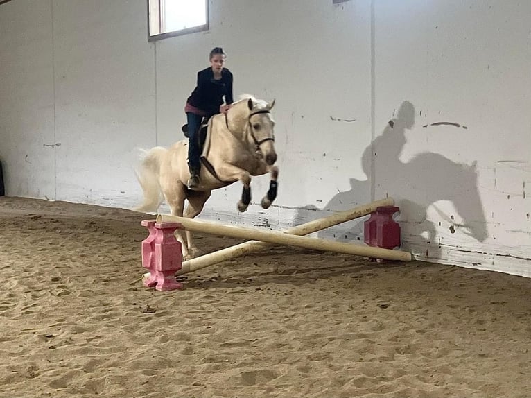 American Quarter Horse Gelding 8 years 14,2 hh Palomino in Millerstown, PA