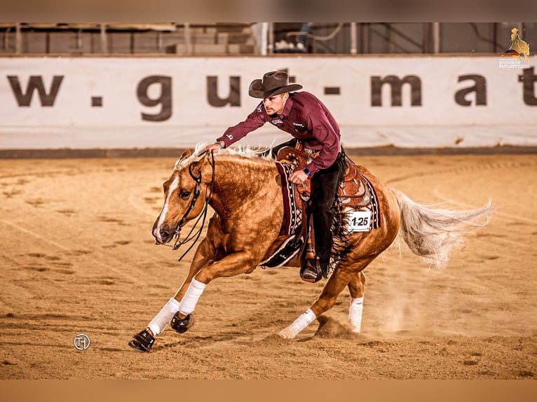 American Quarter Horse Gelding 8 years 14,2 hh Palomino in Eschenau