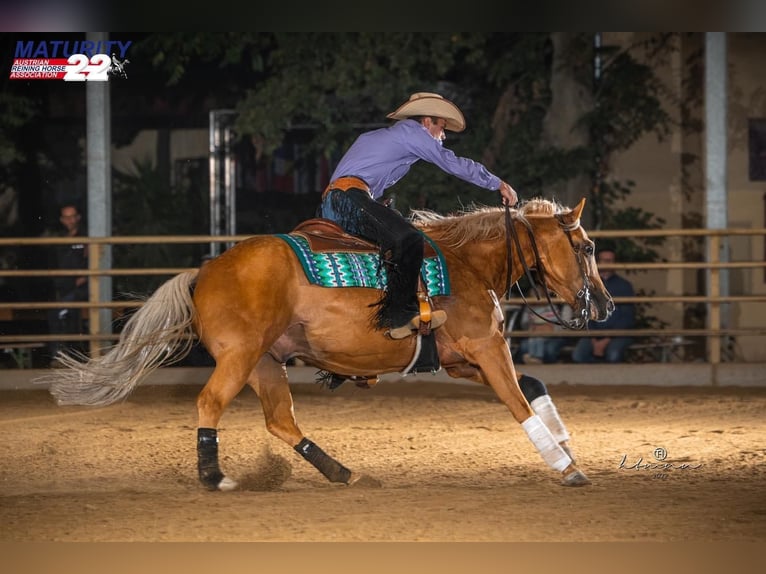 American Quarter Horse Gelding 8 years 14,2 hh Palomino in Eschenau