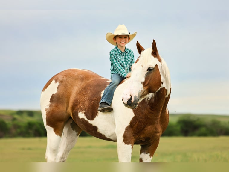 American Quarter Horse Gelding 8 years 14,2 hh Pinto in Elkhart