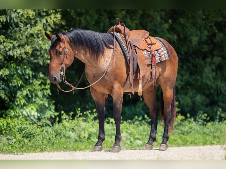 American Quarter Horse Gelding 8 years 14,2 hh Roan-Bay in Cannon Falls
