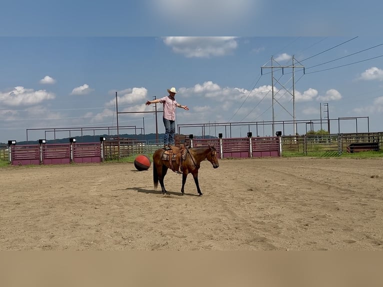 American Quarter Horse Gelding 8 years 14,2 hh Roan-Bay in Cannon Falls