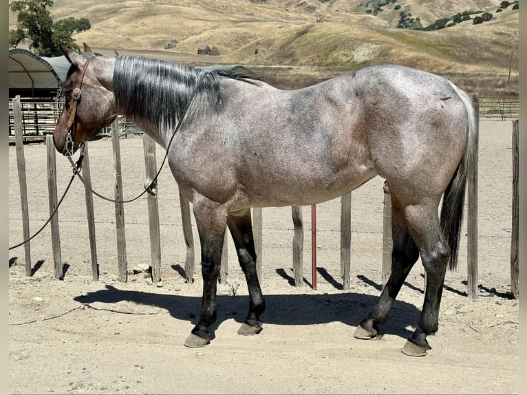 American Quarter Horse Gelding 8 years 14,2 hh Roan-Bay in Bitterwater CA