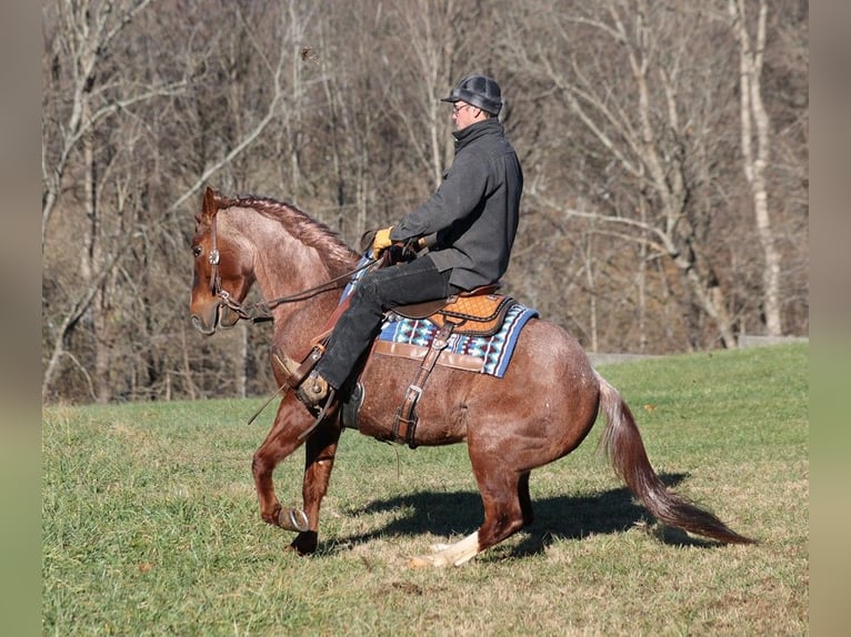 American Quarter Horse Gelding 8 years 14,2 hh Roan-Red in Somerset