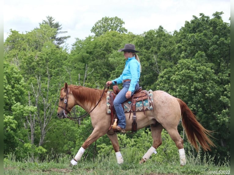 American Quarter Horse Gelding 8 years 14,2 hh Roan-Red in Brooksville, KY