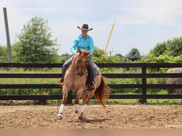 American Quarter Horse Gelding 8 years 14,2 hh Roan-Red in Brooksville, KY