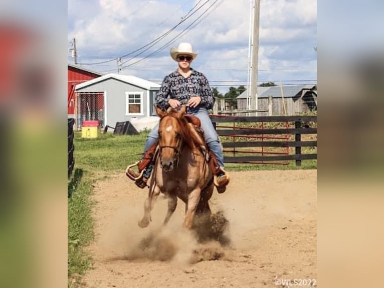 American Quarter Horse Gelding 8 years 14,2 hh Roan-Red in Brooksville, KY