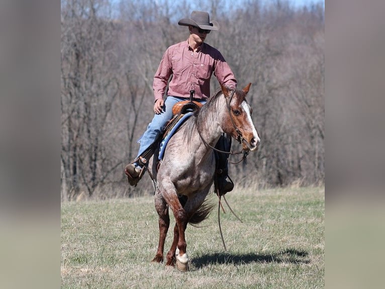 American Quarter Horse Gelding 8 years 14,2 hh Roan-Red in Brodhead KY