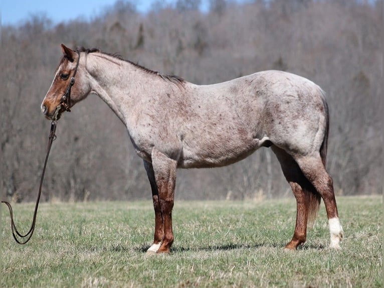 American Quarter Horse Gelding 8 years 14,2 hh Roan-Red in Brodhead KY