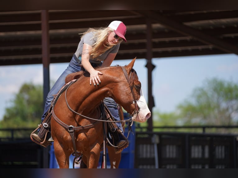 American Quarter Horse Gelding 8 years 14,2 hh Sorrel in Pilot Point