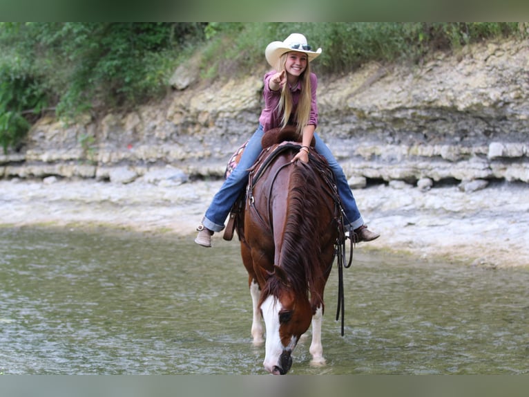 American Quarter Horse Gelding 8 years 14,2 hh Sorrel in Pilot Point