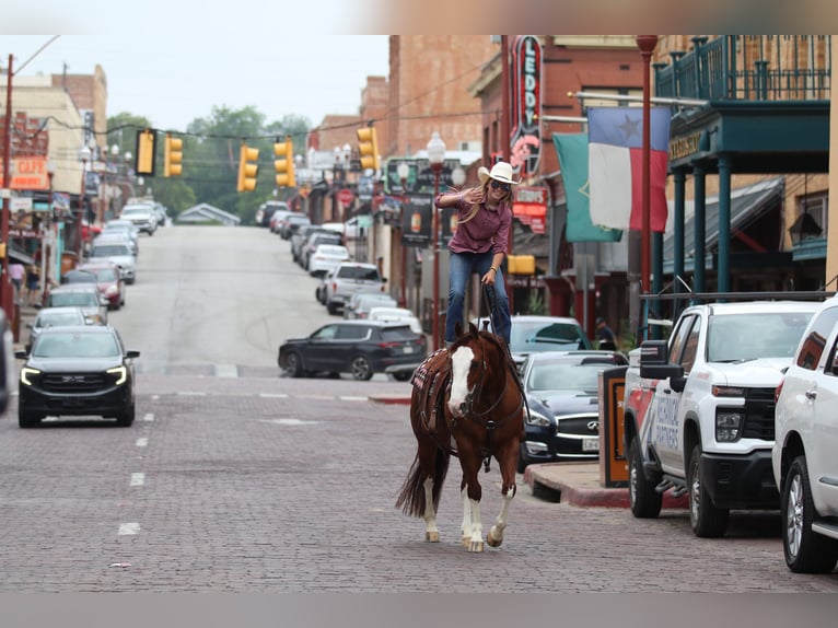 American Quarter Horse Gelding 8 years 14,2 hh Sorrel in Pilot Point