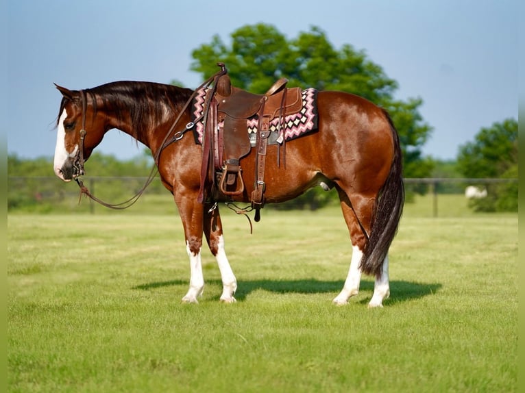 American Quarter Horse Gelding 8 years 14,2 hh Sorrel in Pilot Point