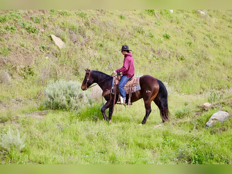 American Quarter Horse Gelding 8 years 14.3 hh Bay in Tres Pinos