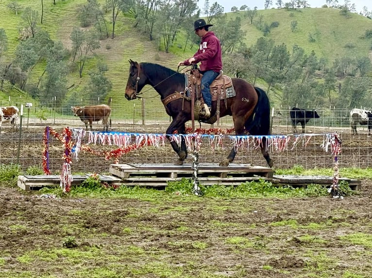 American Quarter Horse Gelding 8 years 14.3 hh Bay in Tres Pinos