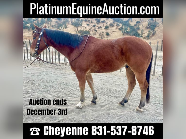 American Quarter Horse Gelding 8 years 14,3 hh Bay in Bitterwater CA