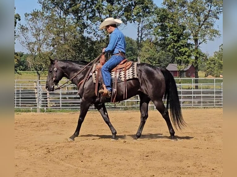 American Quarter Horse Gelding 8 years 14,3 hh Black in Robards, KY
