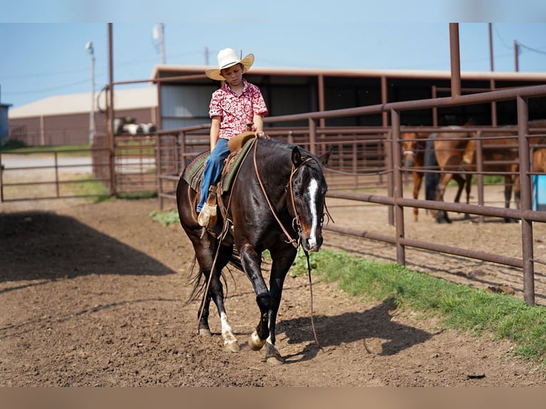 American Quarter Horse Gelding 8 years 14,3 hh Black in Kaufman