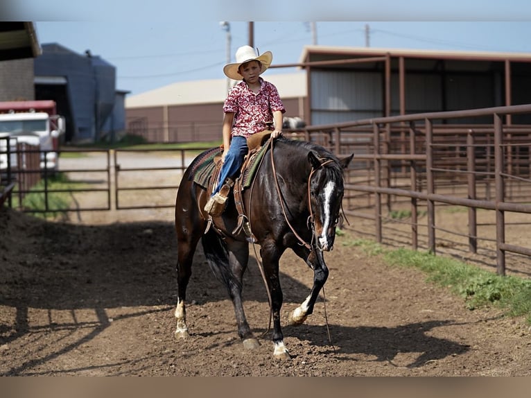 American Quarter Horse Gelding 8 years 14,3 hh Black in Kaufman