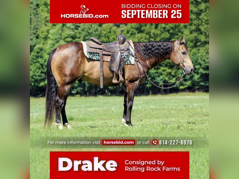 American Quarter Horse Gelding 8 years 14,3 hh Buckskin in Clarion, PA