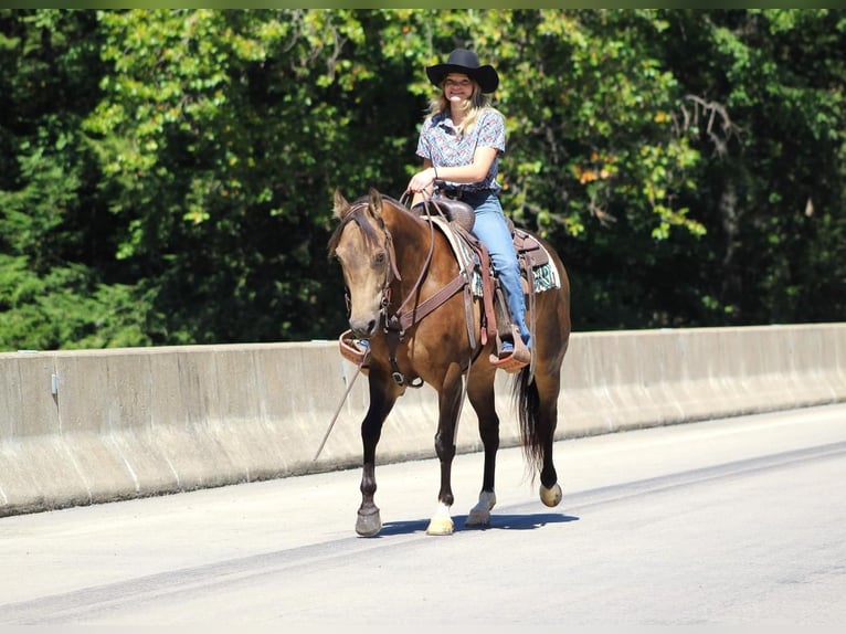American Quarter Horse Gelding 8 years 14,3 hh Buckskin in Clarion, PA