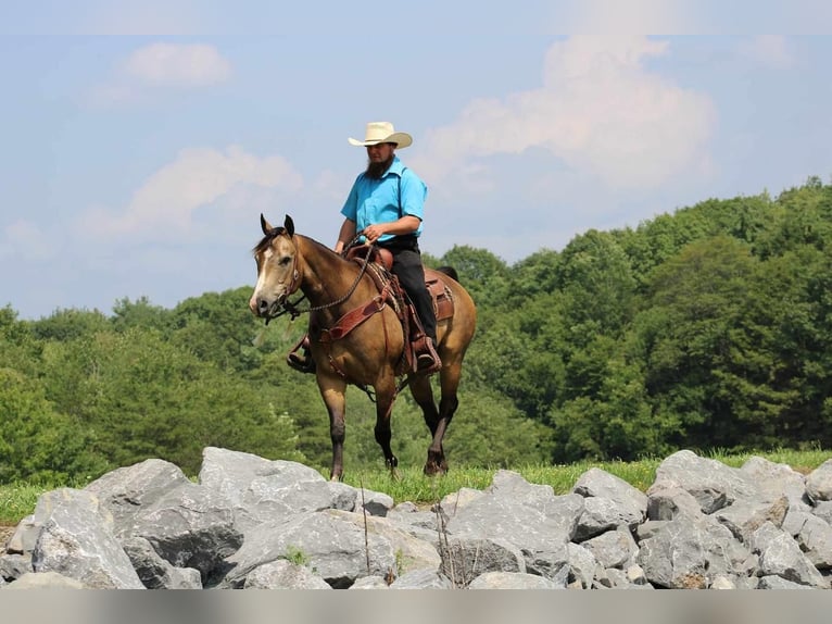 American Quarter Horse Gelding 8 years 14,3 hh Buckskin in Rebersburg, PA