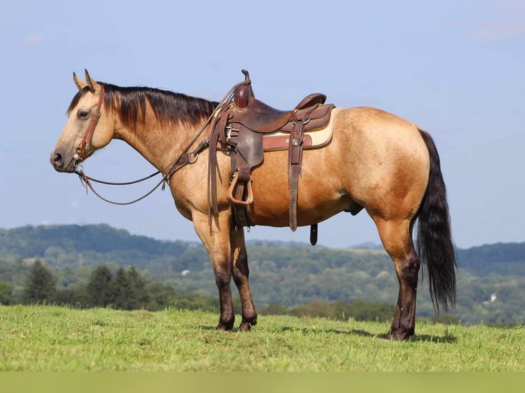 American Quarter Horse Mix Gelding 8 years 14,3 hh Buckskin in Shippenville, PA