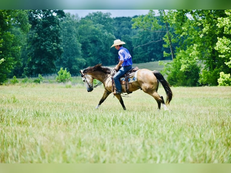 American Quarter Horse Gelding 8 years 14,3 hh Buckskin in Sweet Springs, MO