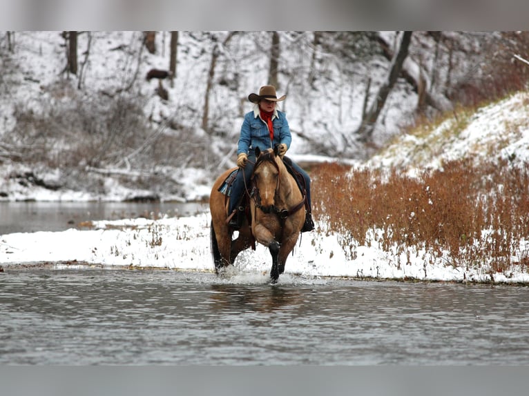American Quarter Horse Gelding 8 years 14.3 hh Buckskin in Clarion