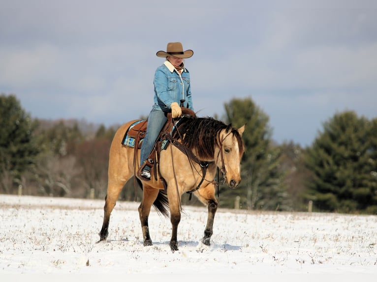 American Quarter Horse Gelding 8 years 14.3 hh Buckskin in Clarion