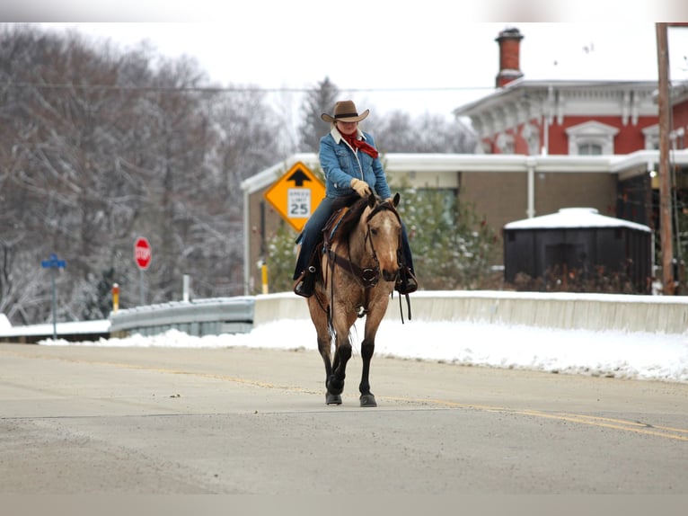 American Quarter Horse Gelding 8 years 14.3 hh Buckskin in Clarion