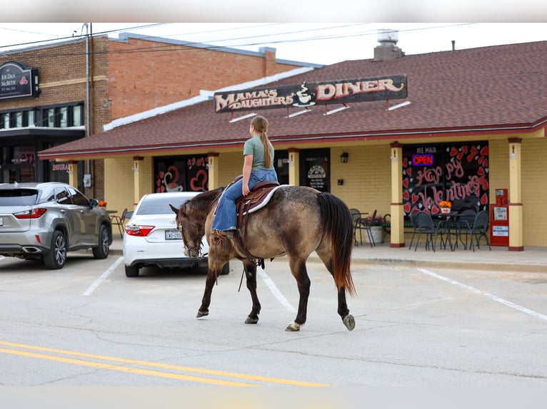 American Quarter Horse Gelding 8 years 14.3 hh Buckskin in Forney