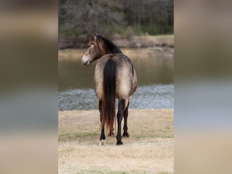 American Quarter Horse Gelding 8 years 14.3 hh Buckskin in Forney