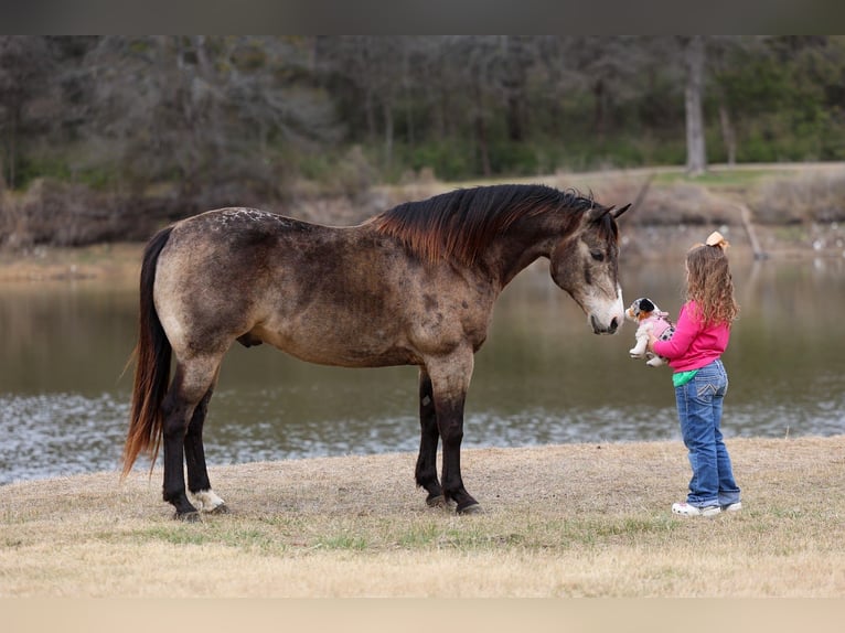 American Quarter Horse Gelding 8 years 14.3 hh Buckskin in Forney