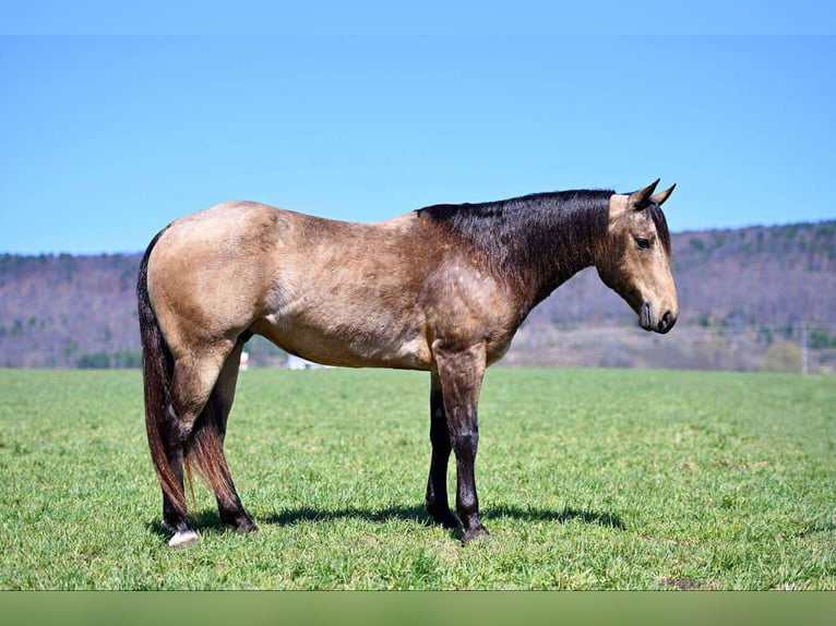 American Quarter Horse Gelding 8 years 14,3 hh Buckskin in Rebersburg, PA