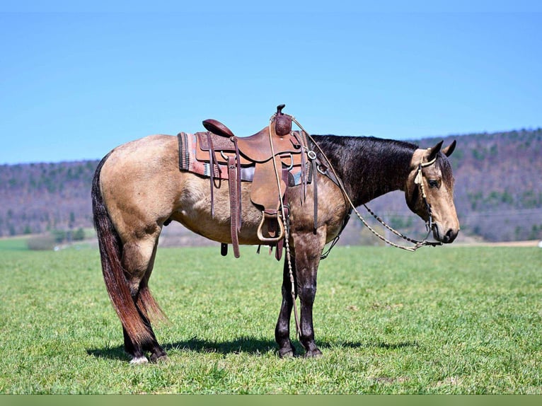 American Quarter Horse Gelding 8 years 14,3 hh Buckskin in Rebersburg, PA