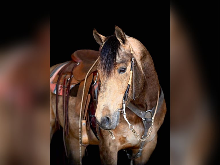 American Quarter Horse Gelding 8 years 14,3 hh Buckskin in Rebersburg, PA
