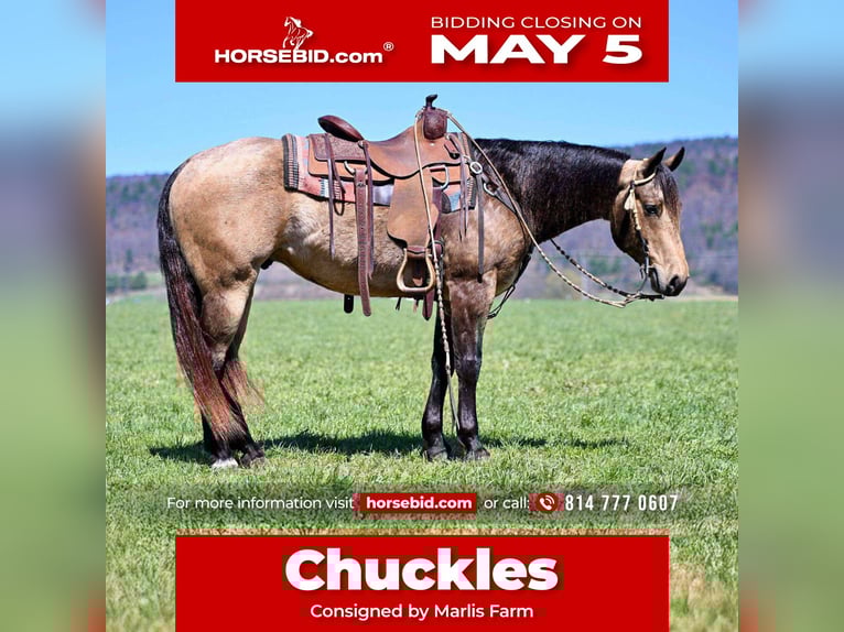 American Quarter Horse Gelding 8 years 14,3 hh Buckskin in Rebersburg, PA