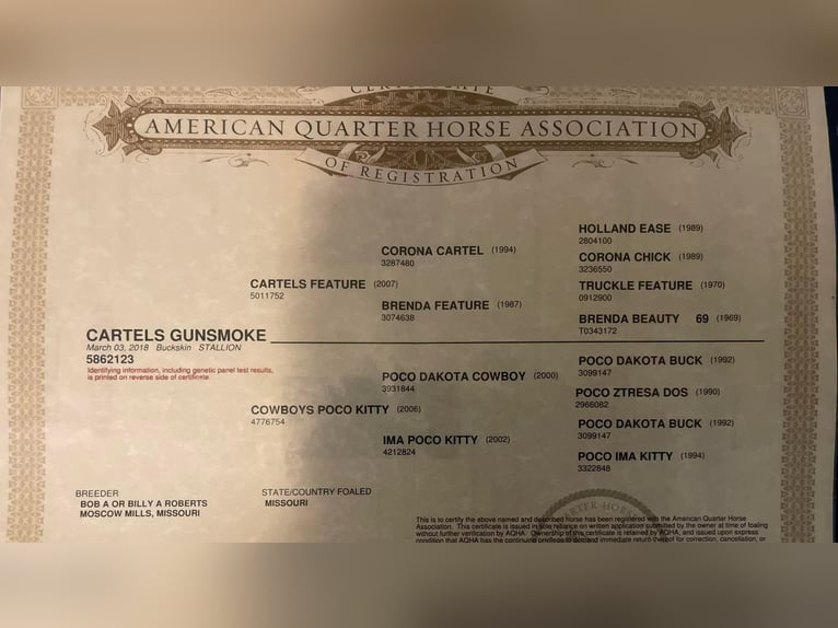 American Quarter Horse Gelding 8 years 14.3 hh Buckskin in Weatherford TX