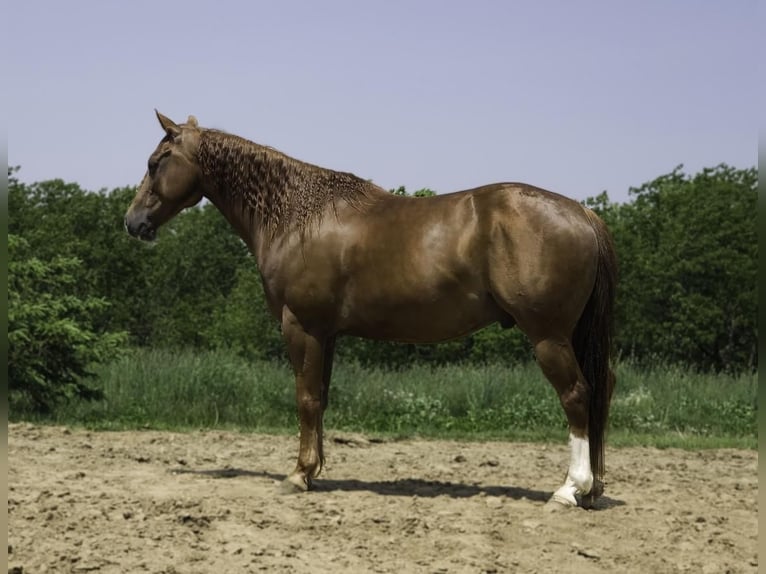 American Quarter Horse Gelding 8 years 14,3 hh Chestnut in Bellevue, IA