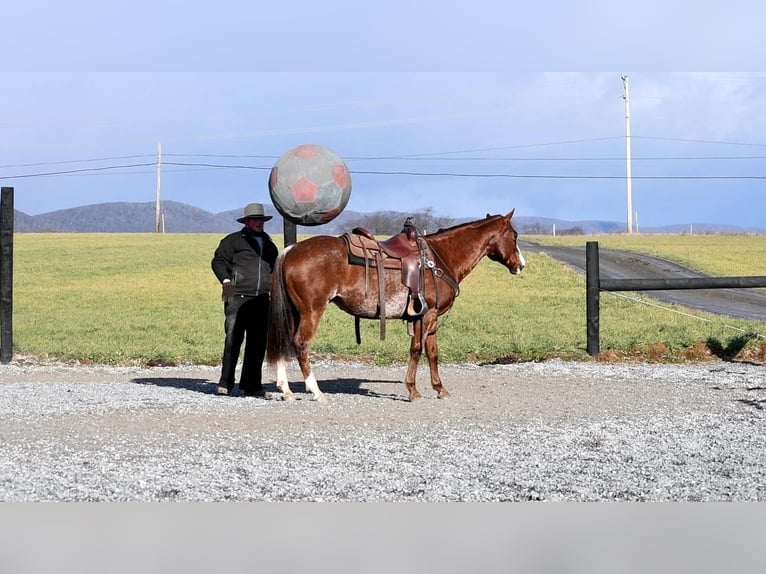 American Quarter Horse Gelding 8 years 14,3 hh Chestnut in Rebersburg
