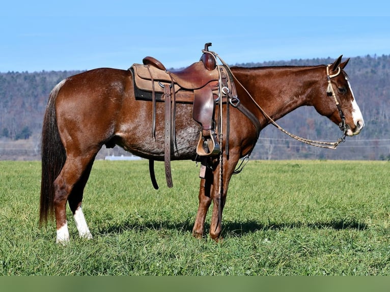 American Quarter Horse Gelding 8 years 14,3 hh Chestnut in Rebersburg