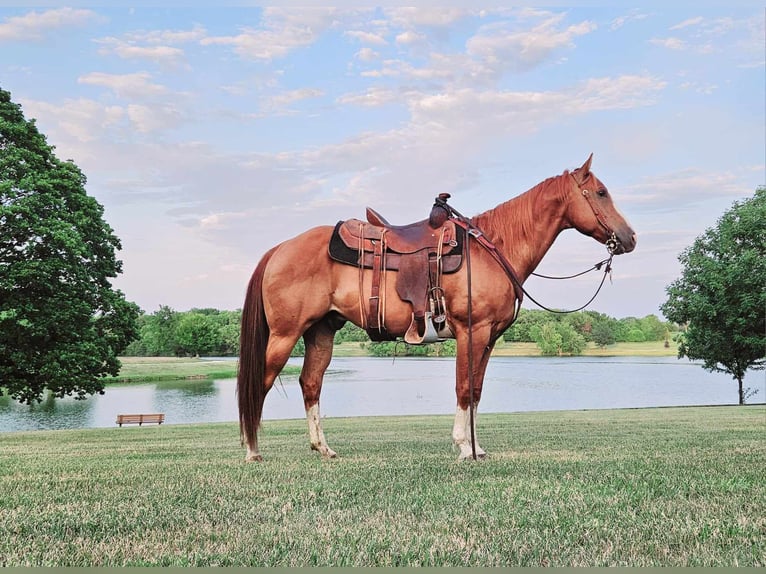 American Quarter Horse Gelding 8 years 14,3 hh Chestnut in LaCygne KS