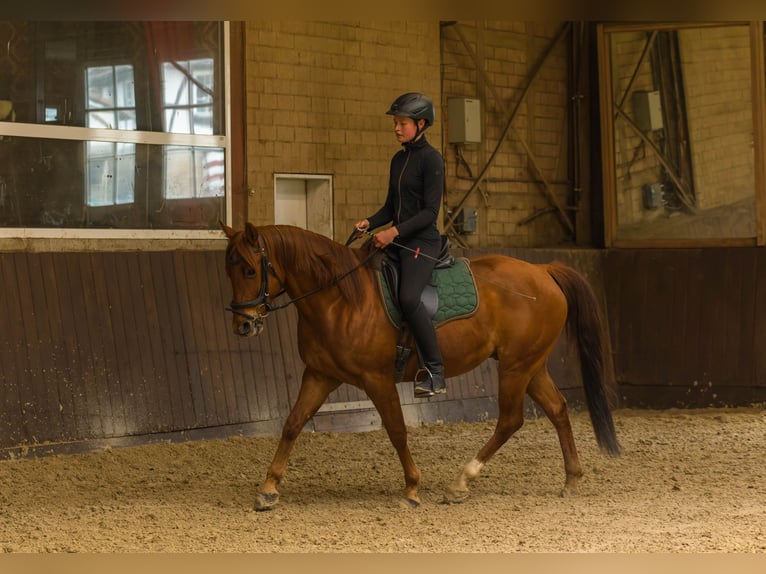 American Quarter Horse Gelding 8 years 14,3 hh Chestnut-Red in Großalmerode