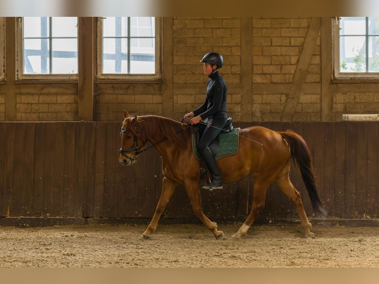 American Quarter Horse Gelding 8 years 14,3 hh Chestnut-Red in Großalmerode