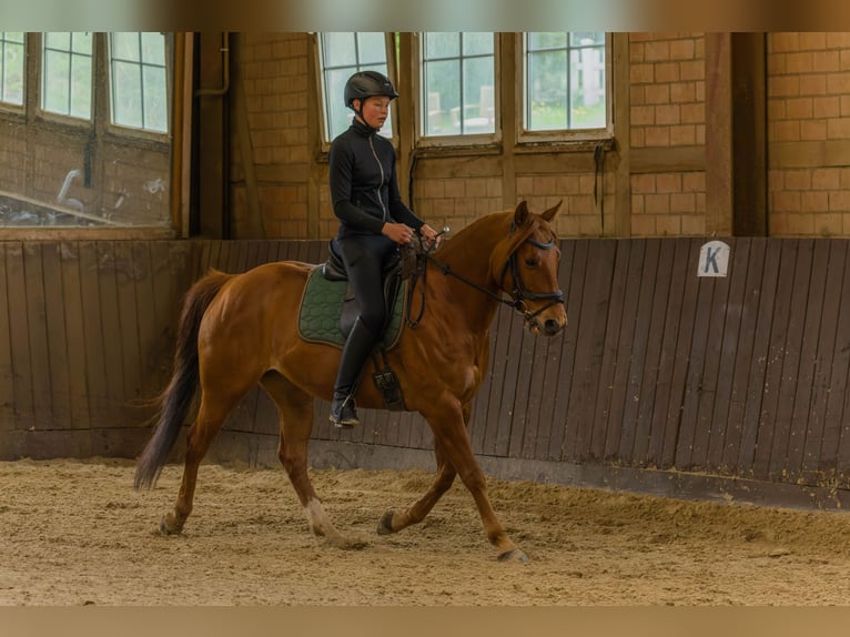 American Quarter Horse Gelding 8 years 14,3 hh Chestnut-Red in Großalmerode