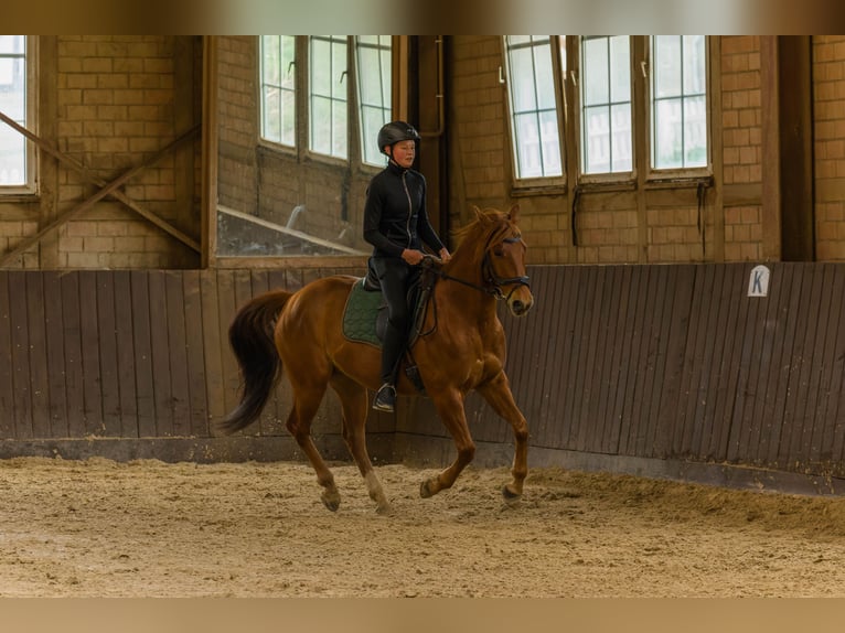 American Quarter Horse Gelding 8 years 14,3 hh Chestnut-Red in Großalmerode