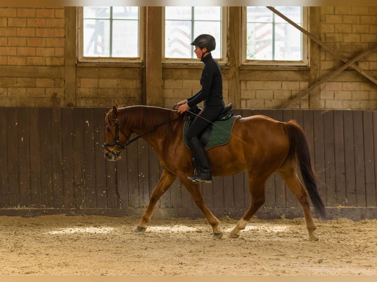 American Quarter Horse Gelding 8 years 14,3 hh Chestnut-Red in Großalmerode