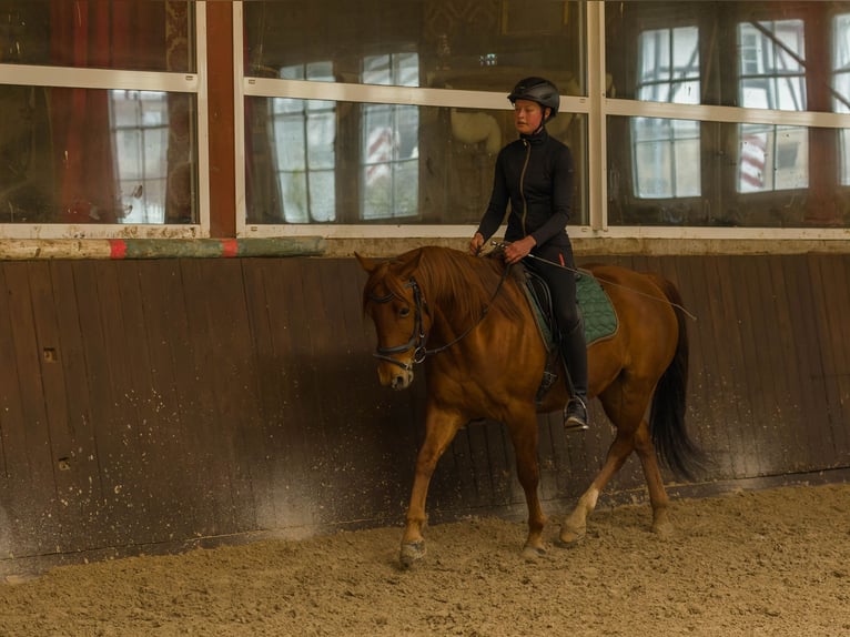 American Quarter Horse Gelding 8 years 14,3 hh Chestnut-Red in Großalmerode